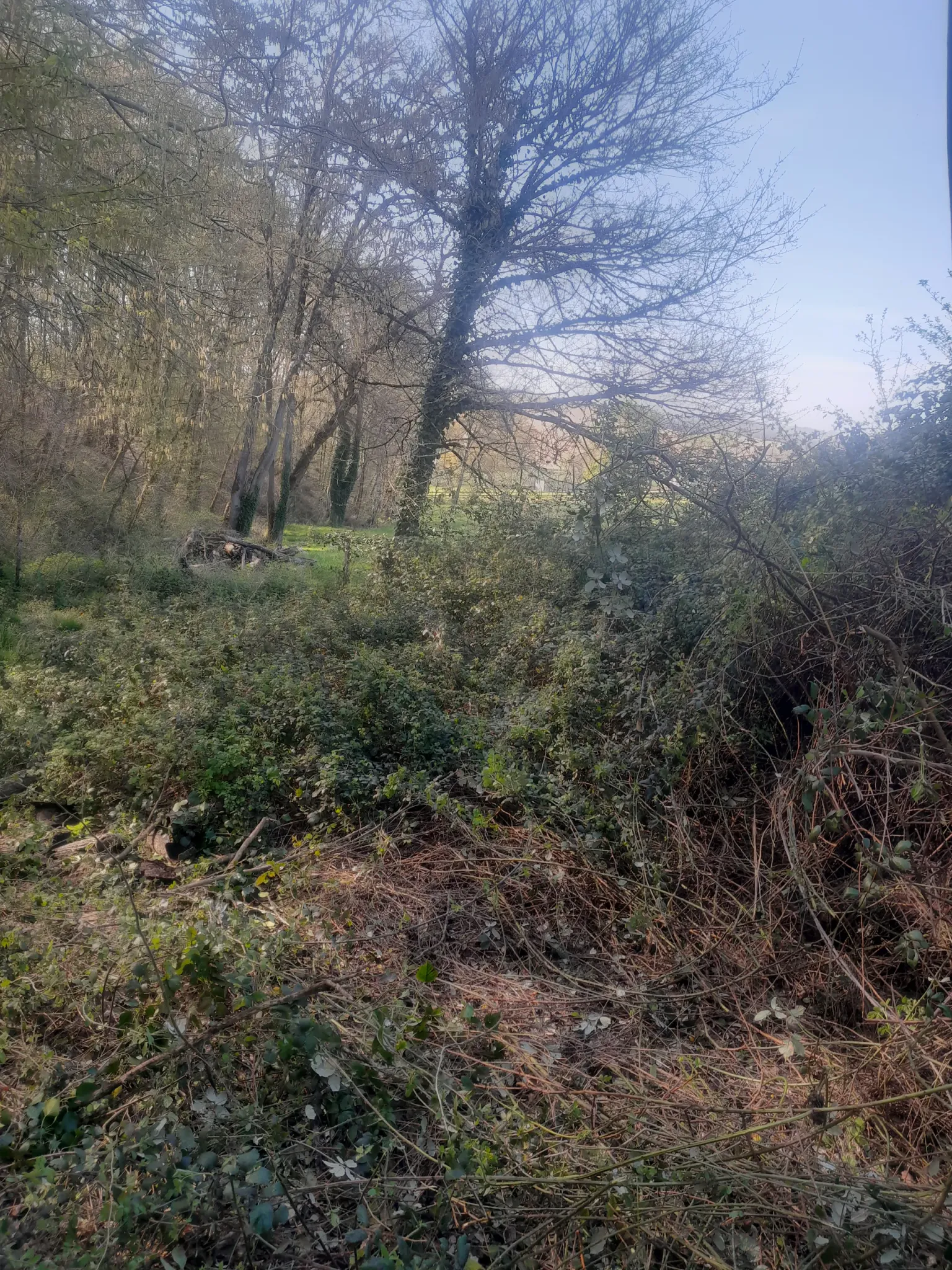 Débroussaillage à Bondigoux : avant travaux